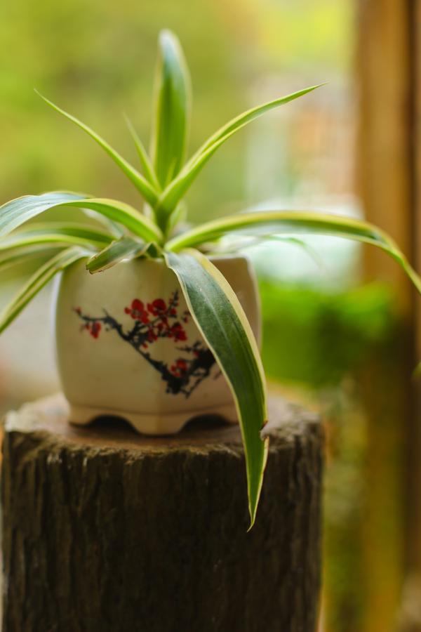 Ridge Inn Longsheng Bagian luar foto